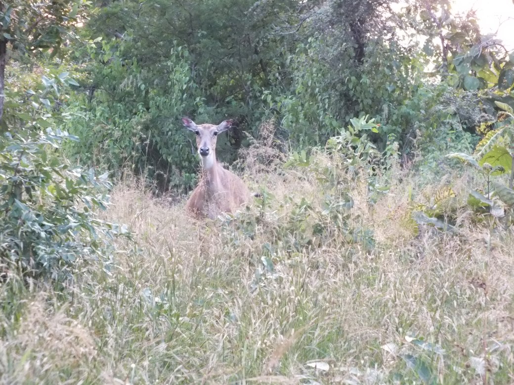 muledeer2.JPG