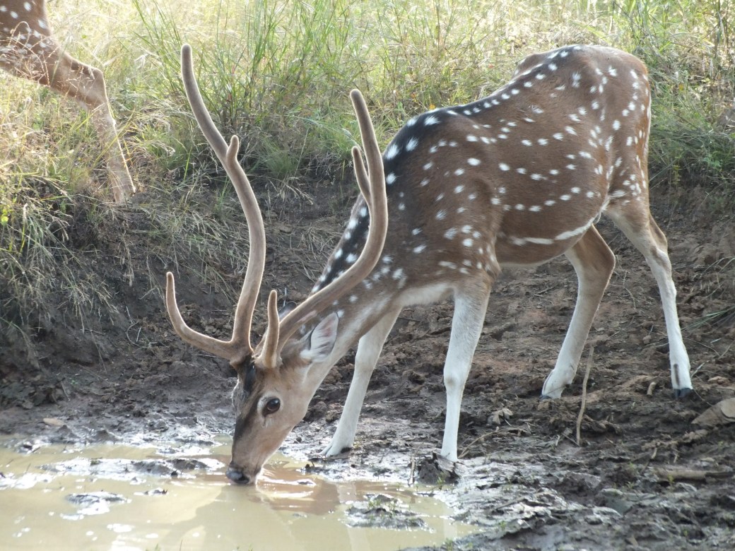 SpottedDeer2.JPG